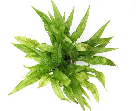 Microsorum pteropus 'Java Fern' MP