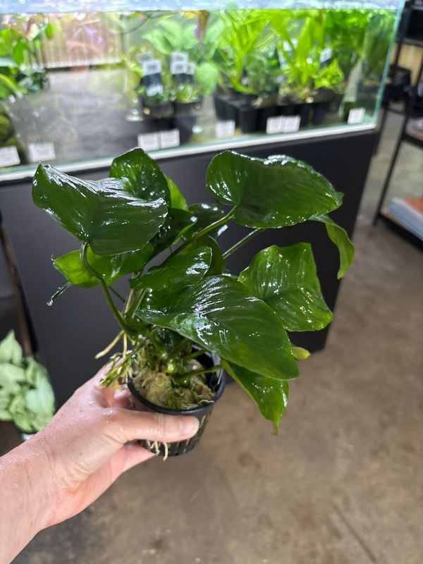 Anubias barteri var. barteri MP XL