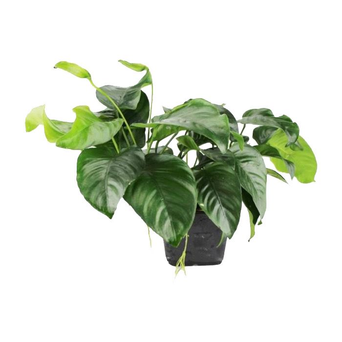 Anubias barteri var. barteri MP XL