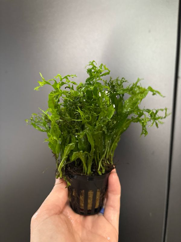 Microsorum pteropus 'Windelov'