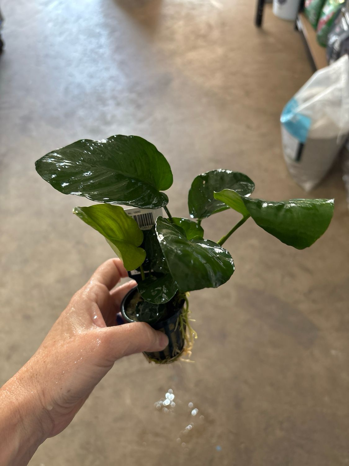 Anubias barteri var. barteri