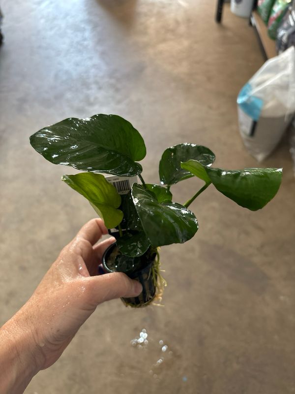 Anubias barteri var. barteri