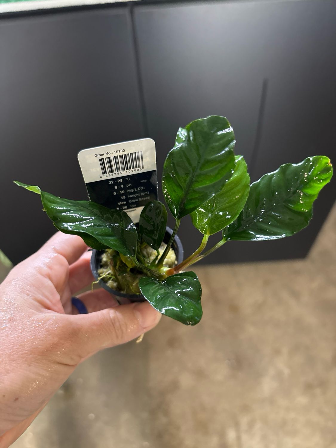 Anubias barteri var. coffeifolia