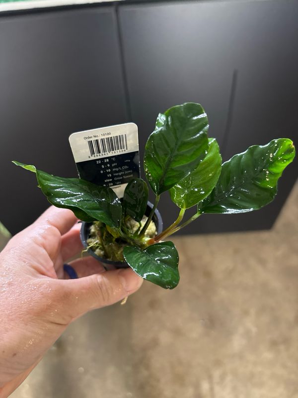 Anubias barteri var. coffeifolia