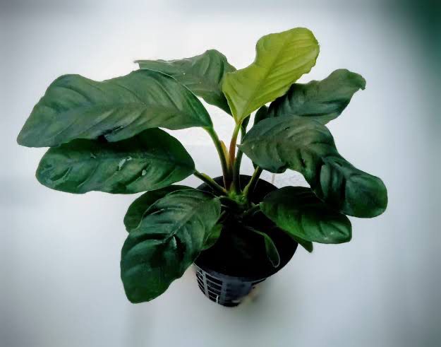 Anubias barteri var. coffeifolia