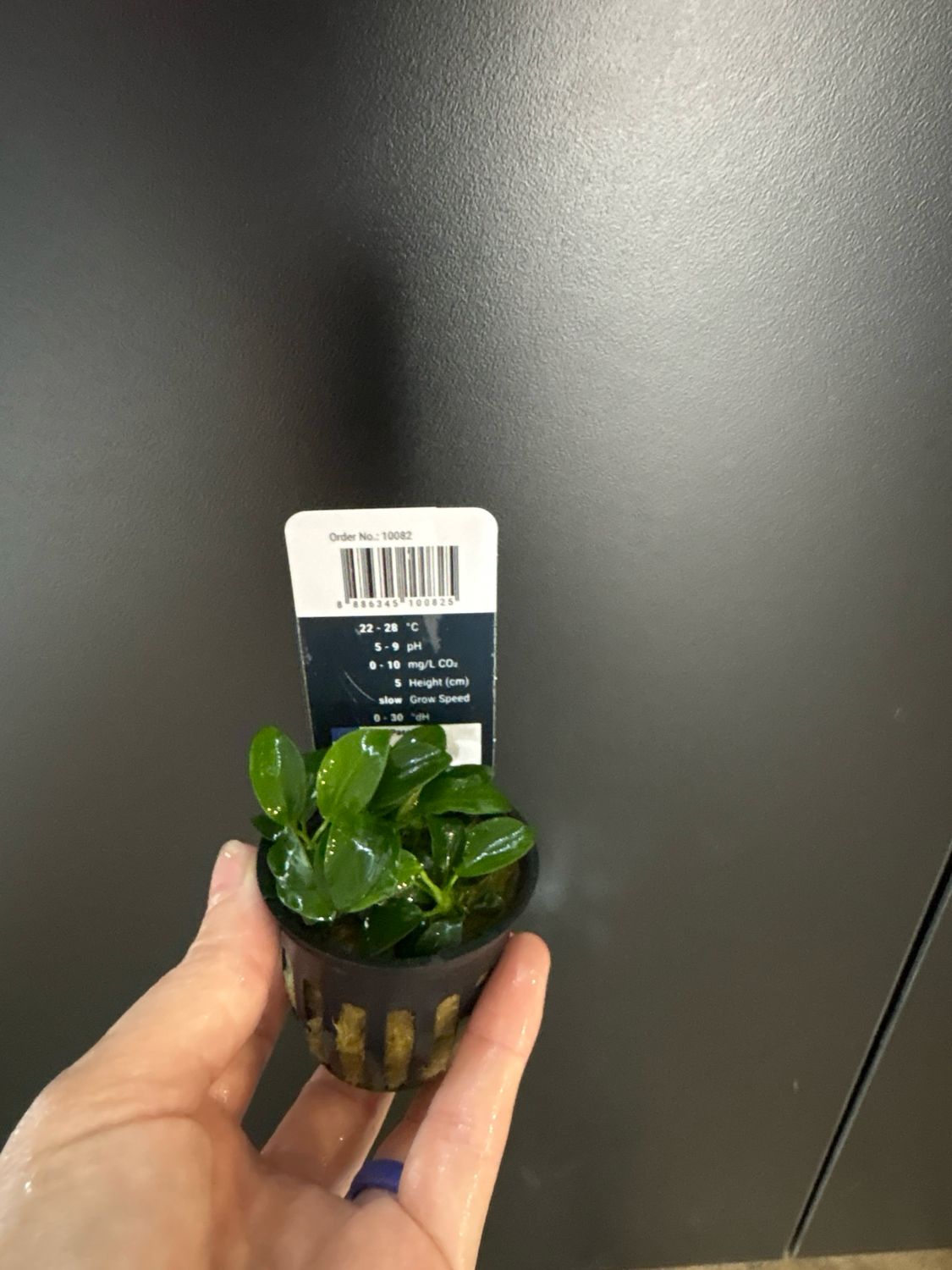Anubias barteri var. nana 'Bonsai' Mini