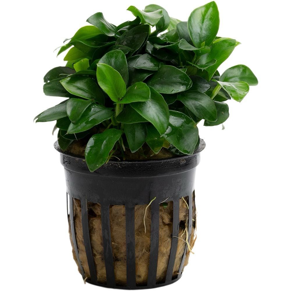 Anubias barteri var. nana 'Bonsai' Mini