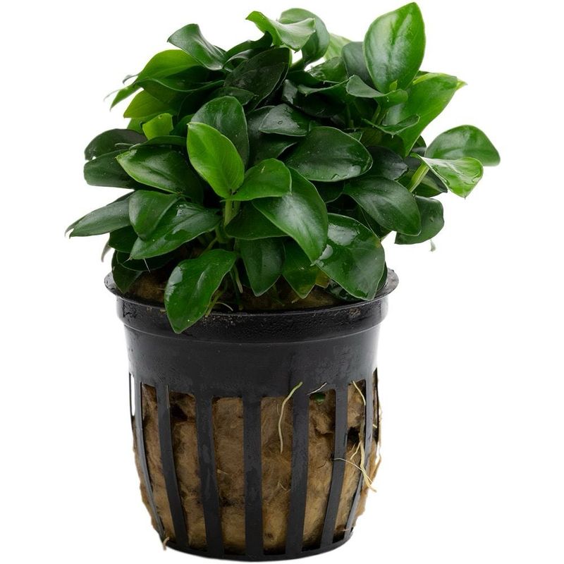 Anubias barteri var. nana 'Bonsai' Mini