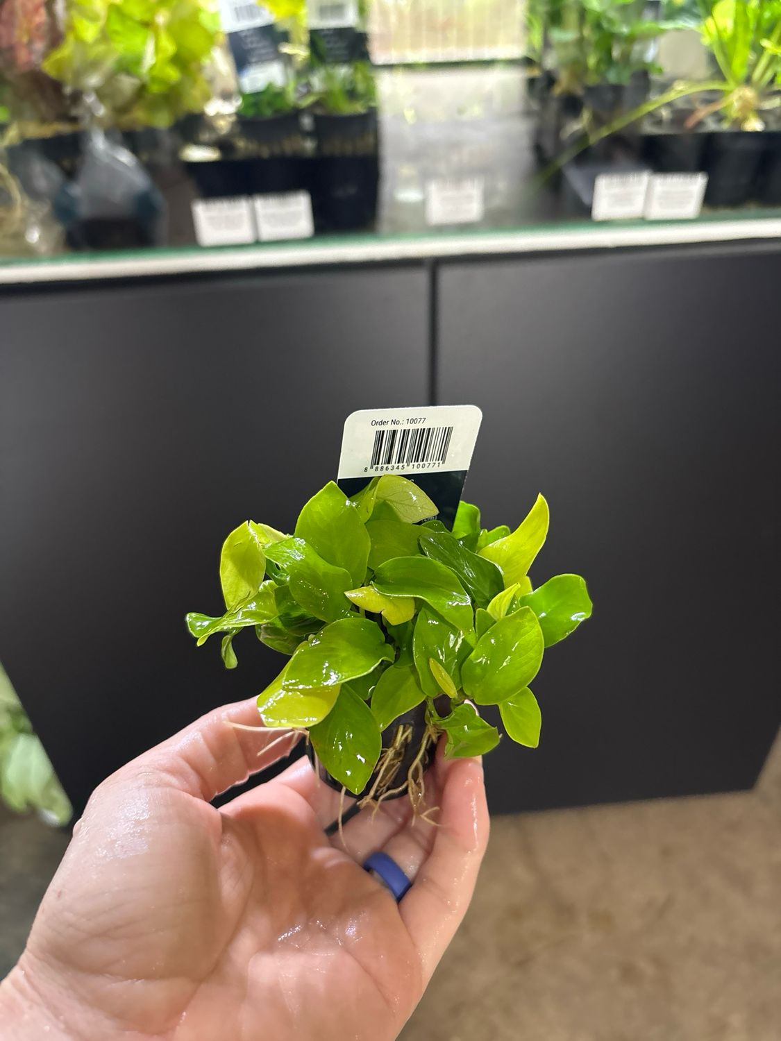 Anubias barteri var. nana 'Golden'