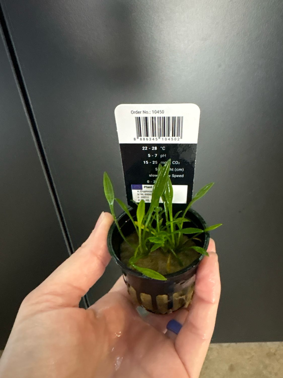 Cryptocoryne parva (Stoffels Plants)