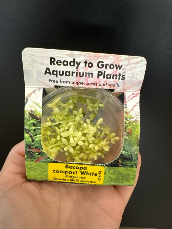 Bacopa compact white TC