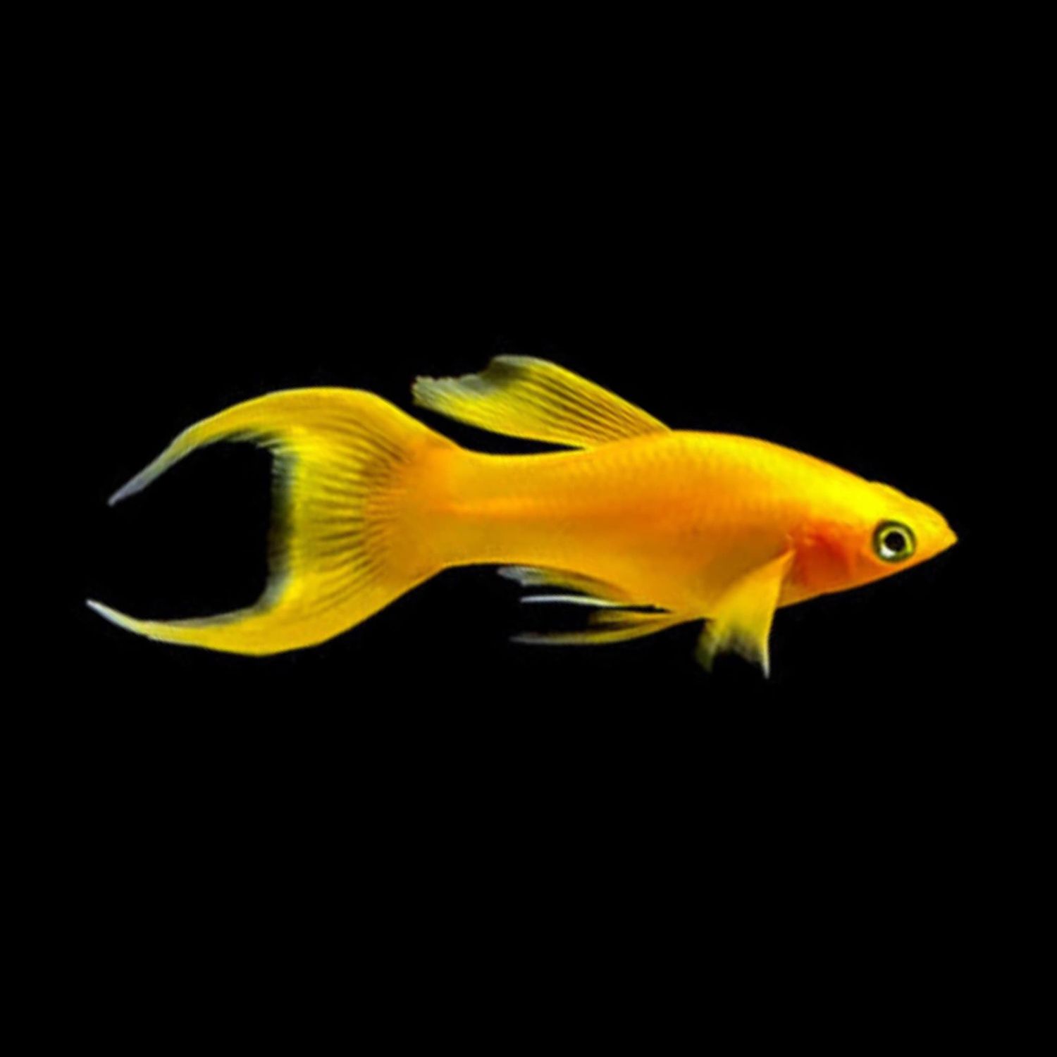 Golden Nugget Lyretail Molly