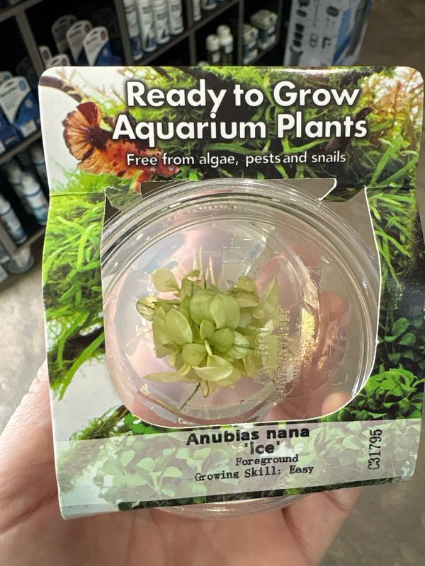 Anubias nana 'ice' TC