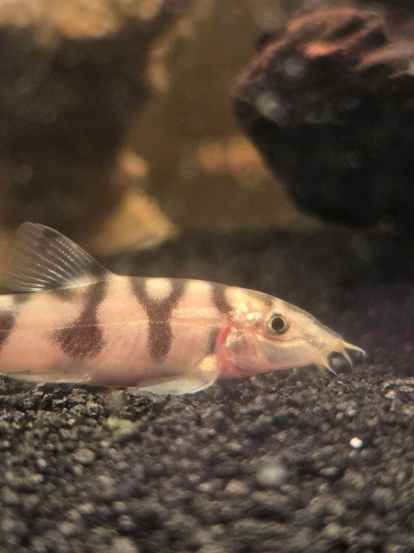Albino Pakistani / Yoyo Loach (Botia almorhae)