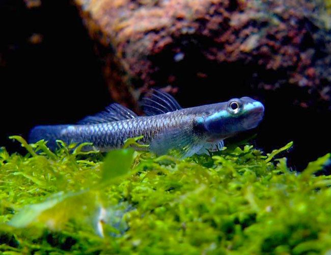 Neon Blue Goby