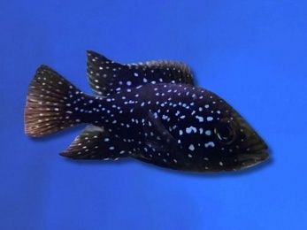 Black Diamond Cichlid