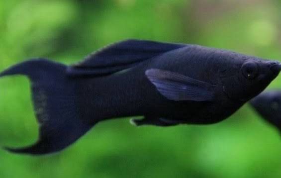 Black Lyretail Sailfin Molly