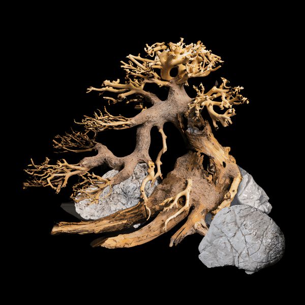Decor Box Bonsai