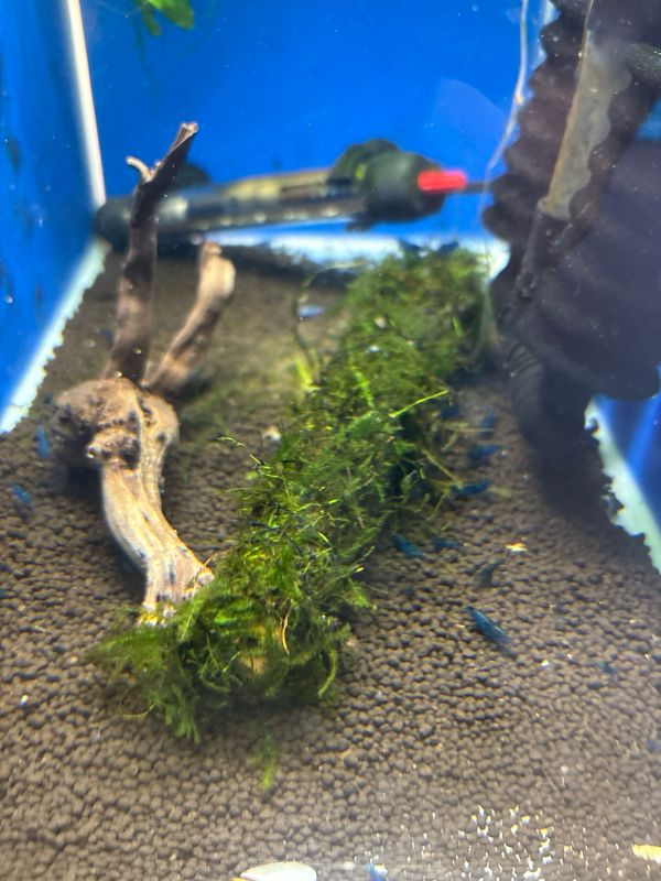 Vesicularia dubyana (Java moss – bamboo sticks)