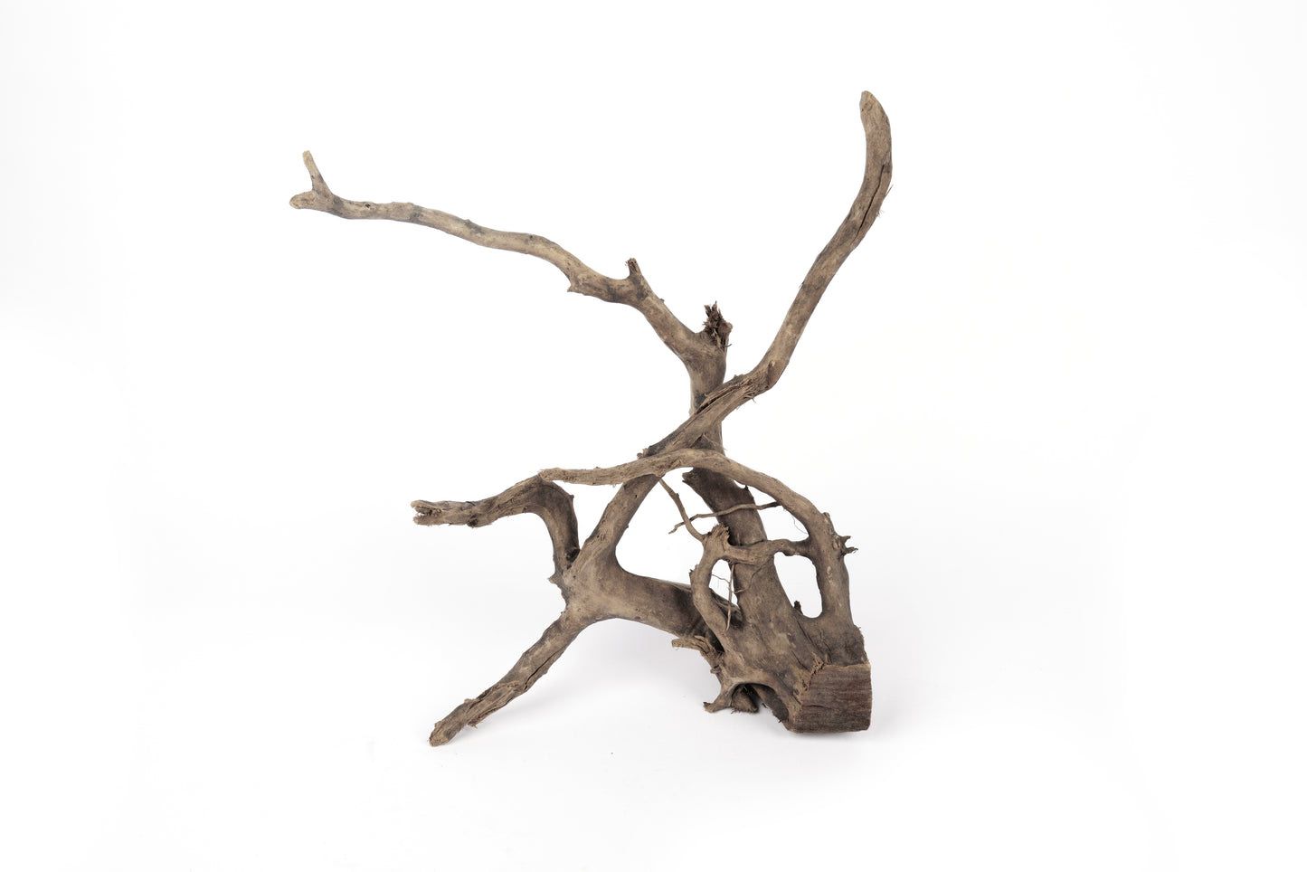 Black Spider Wood (20-40cm)