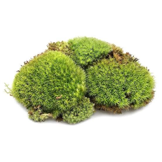  Live Premium Cushion moss (Cup)
