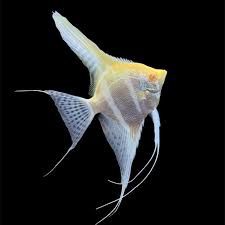 Albino Manacapuru / Dantum Angelfish