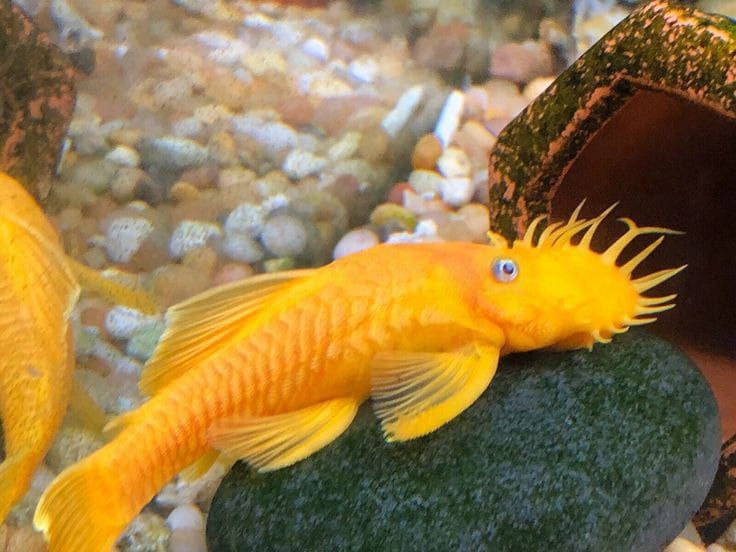 Blue Eye 24k Gold Bristlenose pleco (3-4cm)