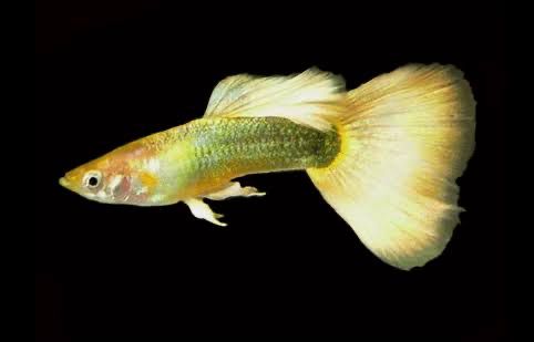 Dumbo 24k Gold Guppy Male