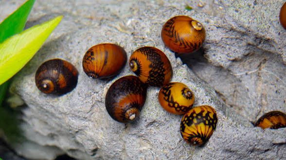 Assorted Dwarf Nerite snail (Racer)