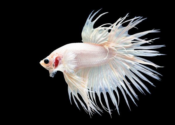 Platinum Crowntail Betta Male