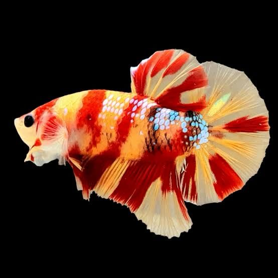 Galaxy Nemo Plakat Betta Male