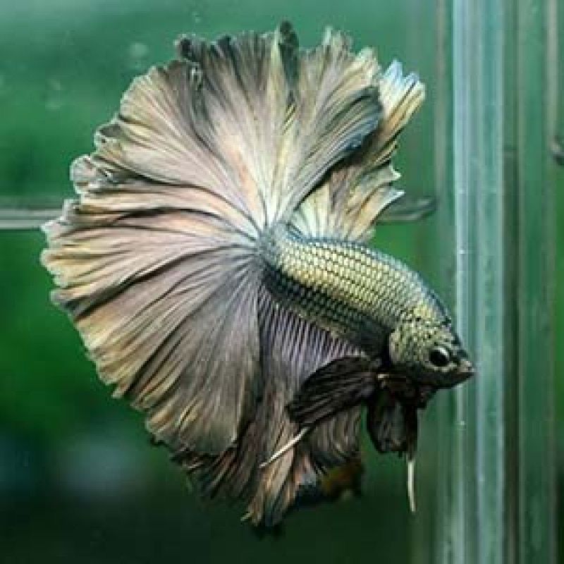 Black Copper Halfmoon Betta Male