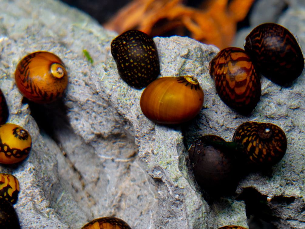 Batik Nerite Snail