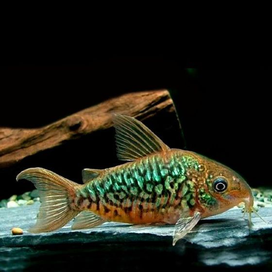 Corydoras pantanalensis (C005)