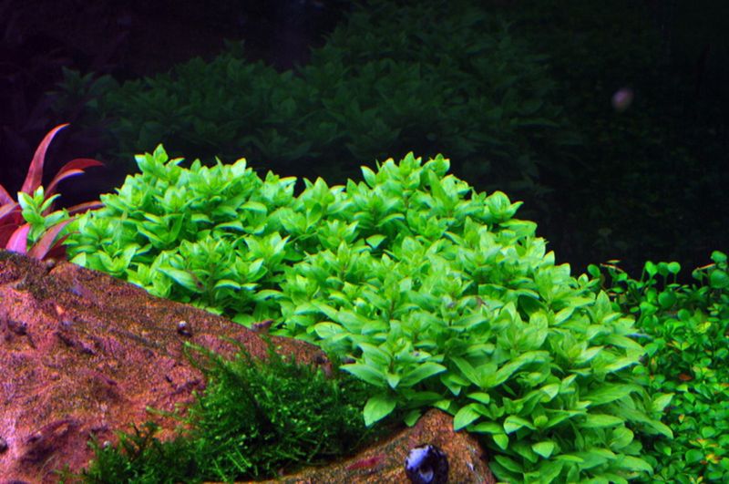 Dennerle Staurogyne repens (Pot)