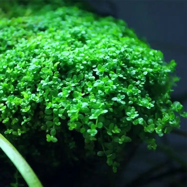 Dennerle Hemianthus callitrichoides Cuba (In-Vitro)