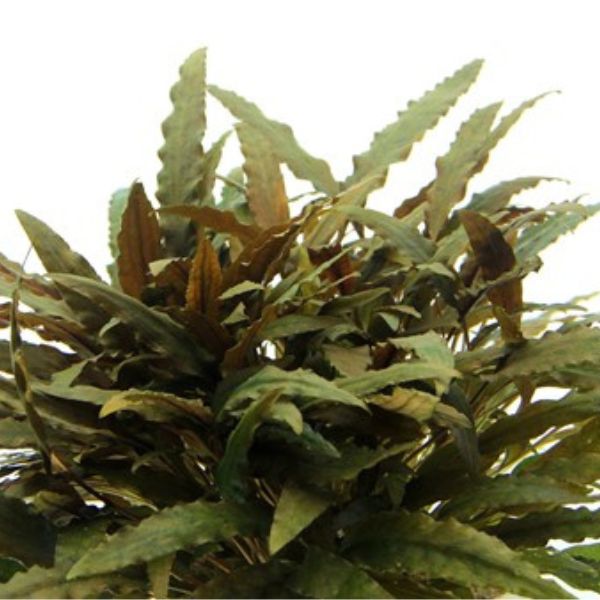 Dennerle Cryptocoryne wendtii 'Kompakt' (Pot)