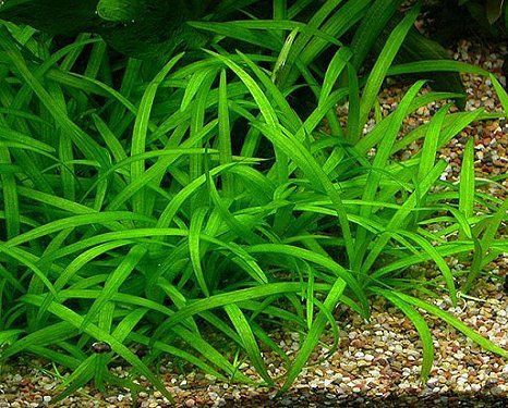 Dennerle  Sagittaria subulata var. pusilla (Pot)