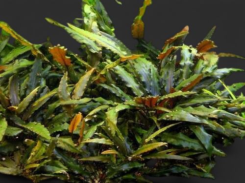 Dennerle Cryptocoryne usteriana (In-Vitro)