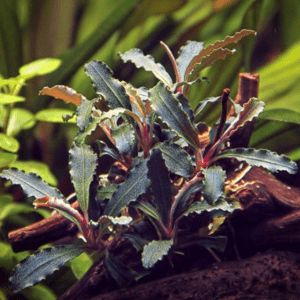 Dennerle  Bucephalandra spec. 'Serimbu Brown' (In-Vitro)