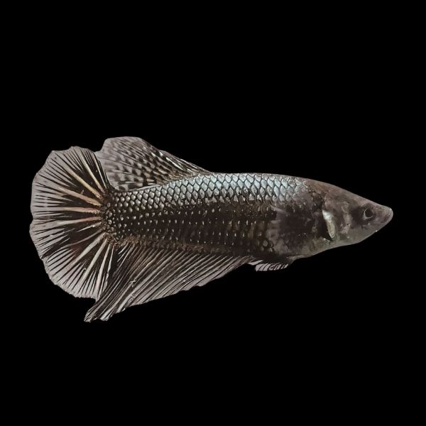 Halfmoon Dragon Scale Betta Female