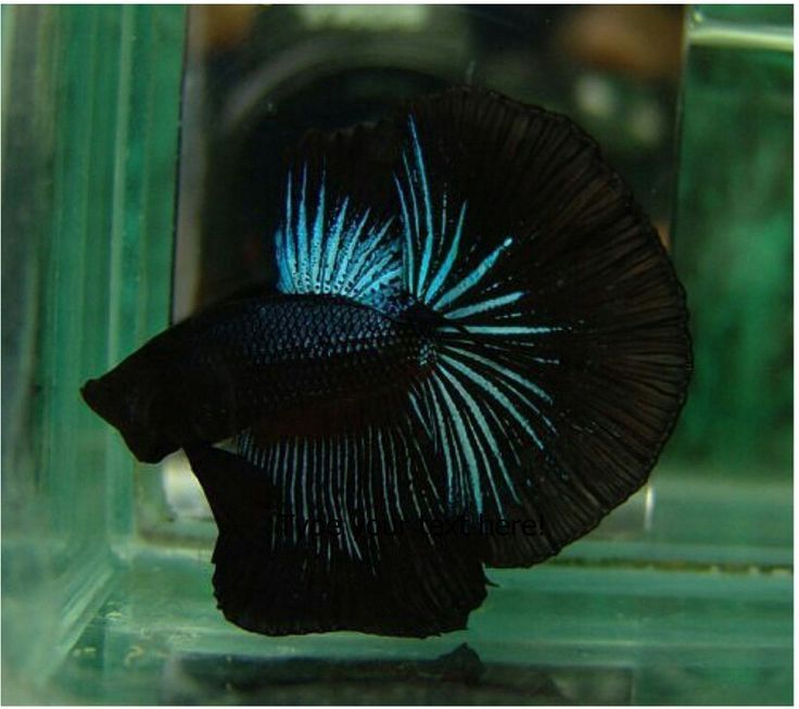 Black Orchid Halfmoon Betta Male