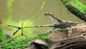 Royal Farlowella Whiptail