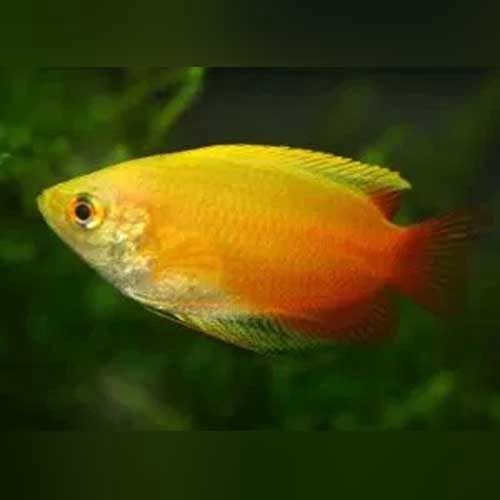 Honey Gourami