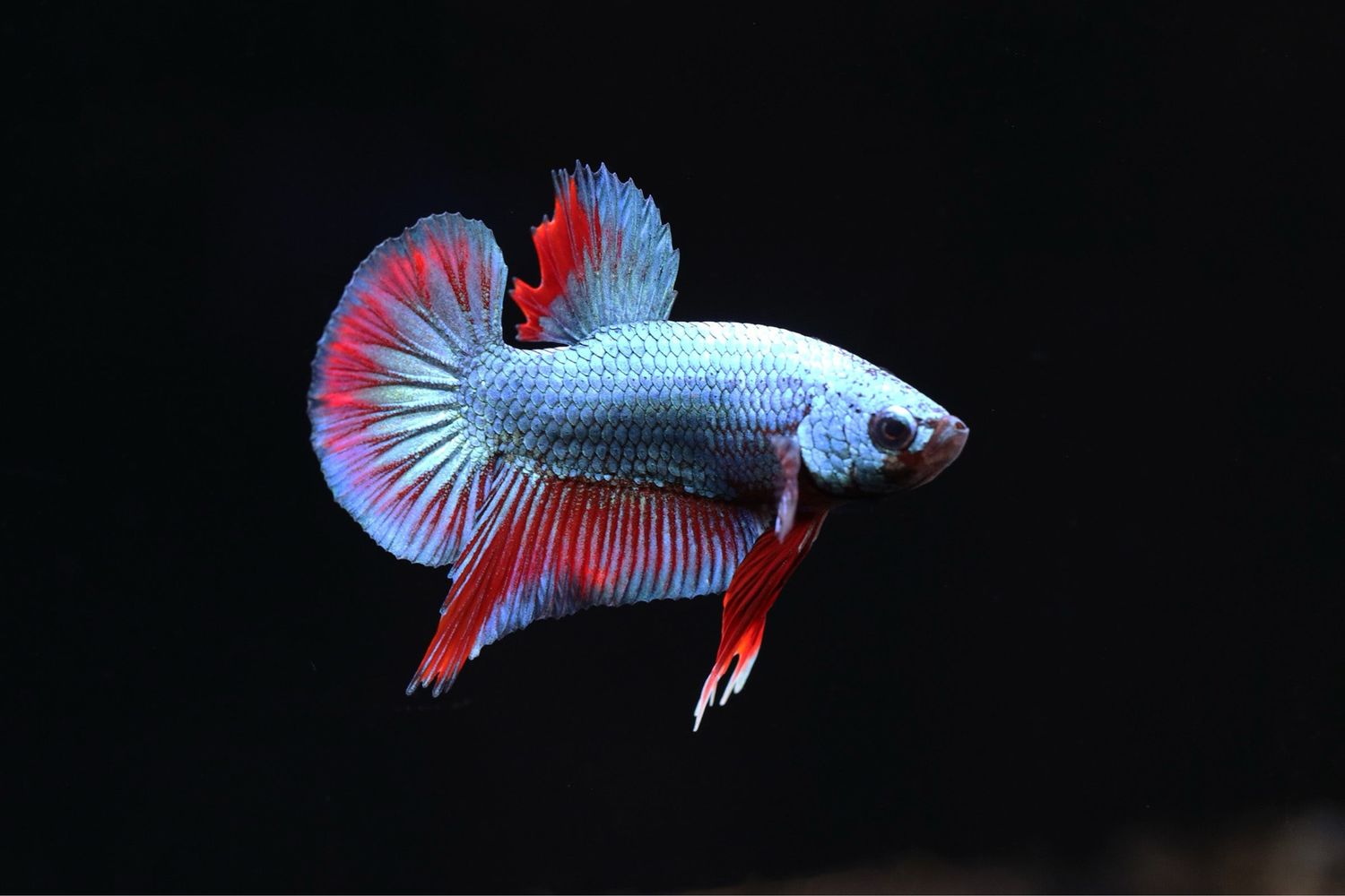 Plakat Dragon Scale Betta Male