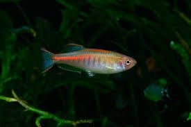 Glowlight Danio