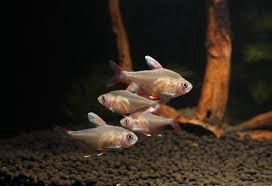 White Fin Ornate Tetra