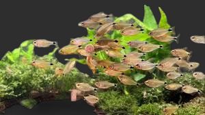 Racoon Tetra