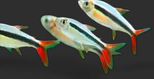 Redfin Penguin Tetra
