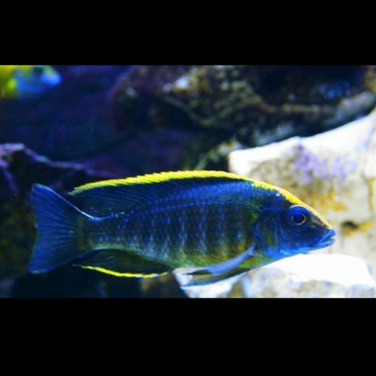 Sulfurhead Peacock (Small)